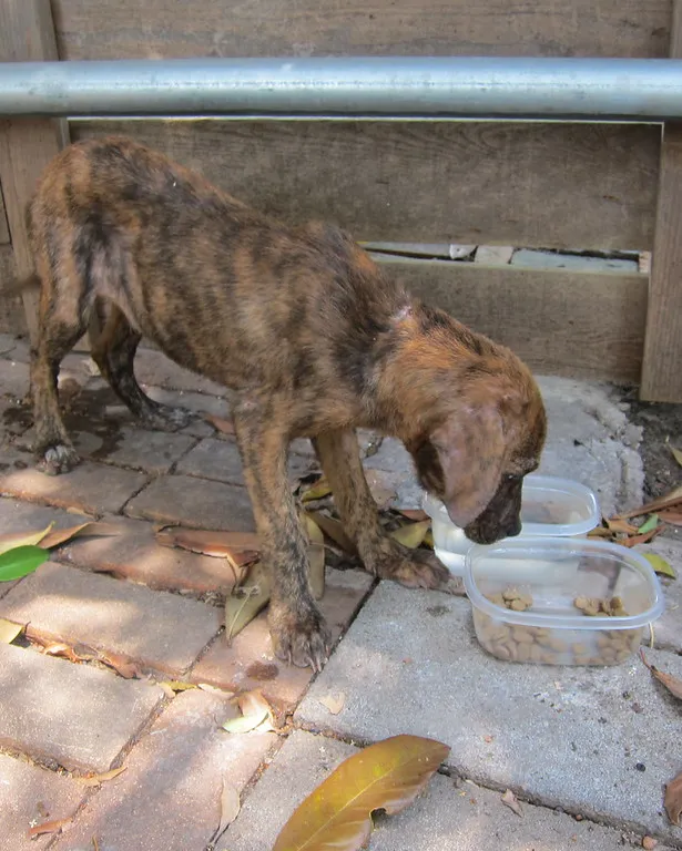 An impossible small puppy